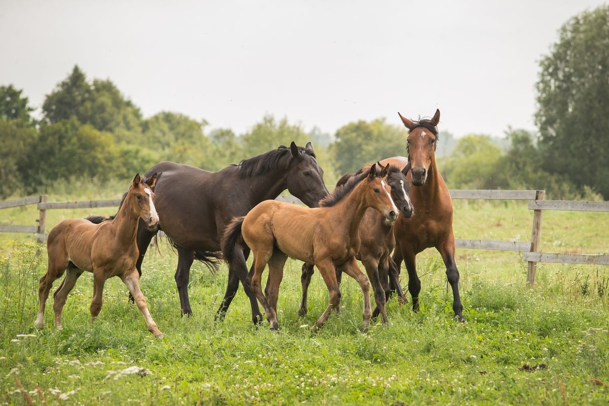 Horse foals with mothers mares at green field
