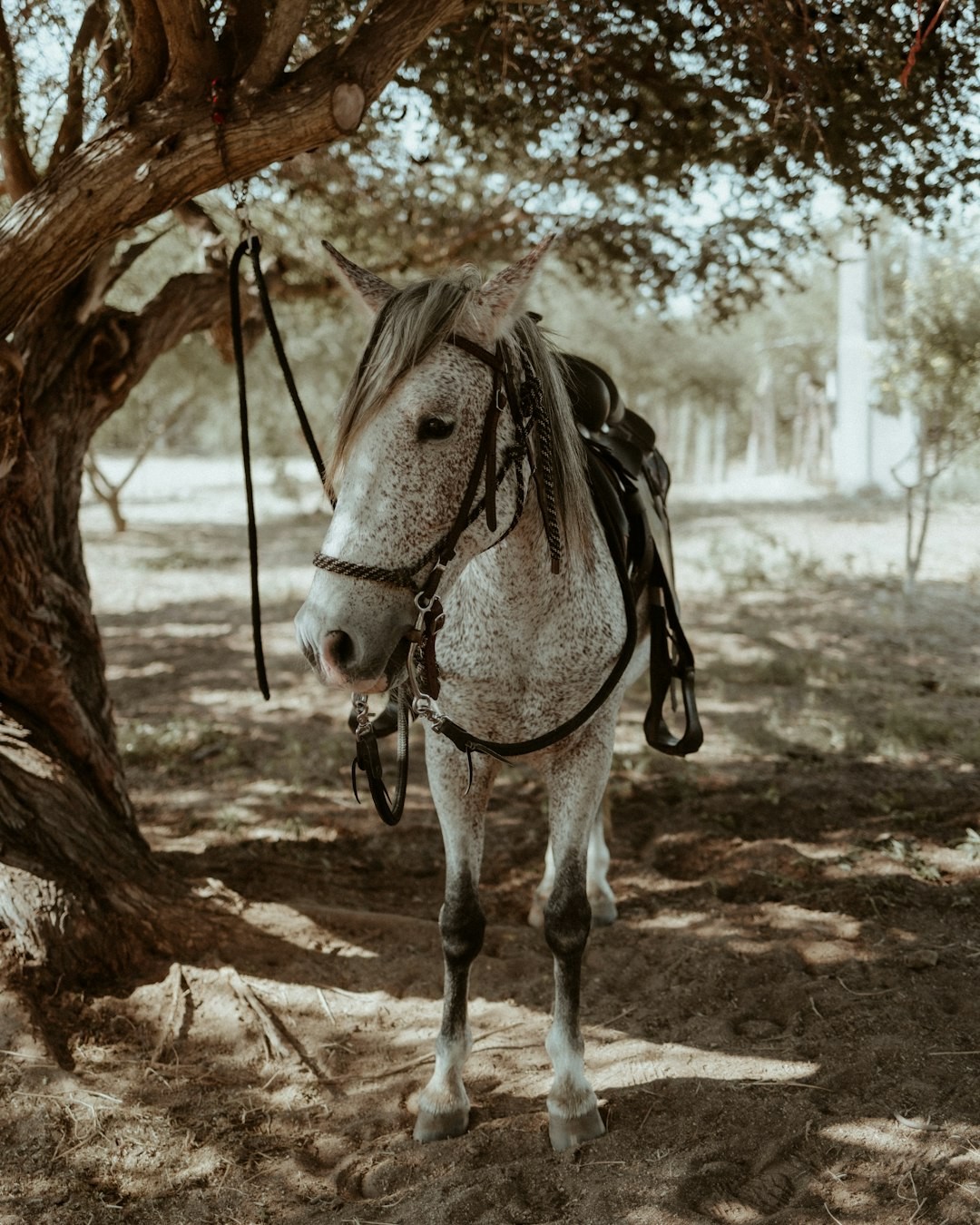 a horse with a saddle under a tree